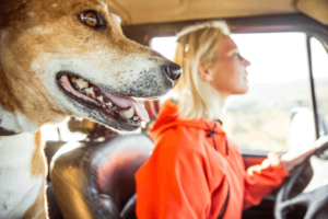 Motoristas que transportam cachorros nos carros podem ser multados?