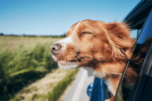 cachorros-com-a-cabeça-para-lado-de-fora-dos-carros