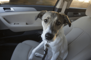 transporte-de-cachorro